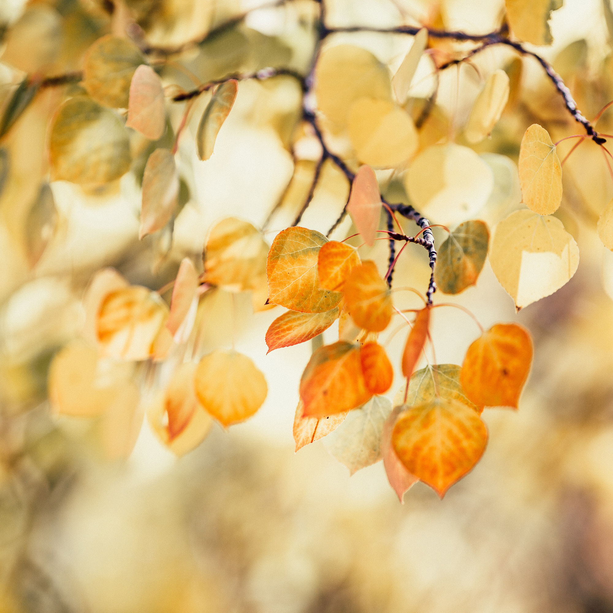 Autumn leaf photography